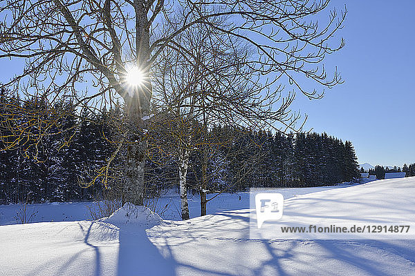 Germany  Werdenfelser Land  Kruen  winter landscape