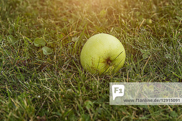 Apple on meadow
