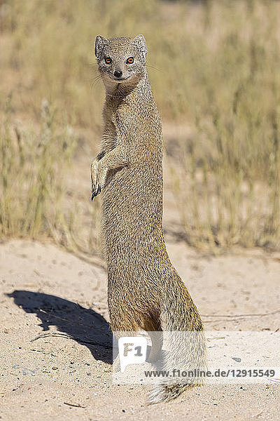 Botswana  Kgalagadi Transfrontier National Park  Mabuasehube Game Reserve  Yellow mongoose  cynictis penicillata