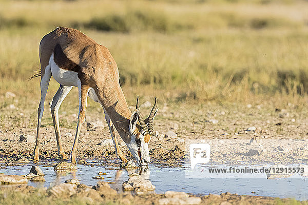 Botswana  Kgalagadi Transfrontier National Park  Mabuasehube Game Reserve  Springbok drinking at waterhole  Antidorcas marsupialis