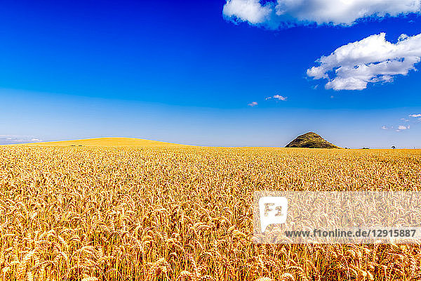 UK  Scotland  East Lothian  field of wheat