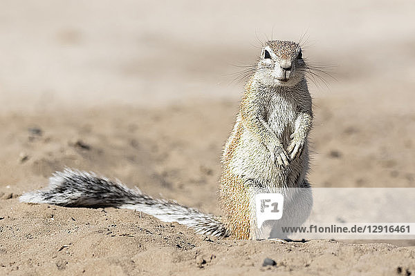 Botswana  Kalahari  Central Kalahari Game Reserve  Unstriped ground squirrel  Xerus rutilus