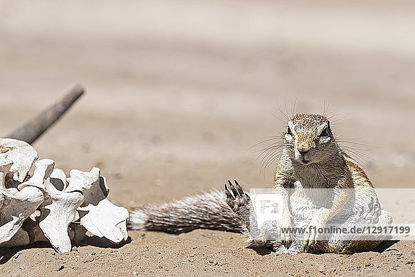 Botswana  Kalahari  Central Kalahari Game Reserve  Unstriped ground squirrels  Xerus rutilus