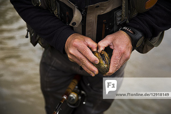 Mittelteil eines Fischers  der versucht  eine Muschel aus dem Grand River zu öffnen  Hamilton  Ontario  Kanada