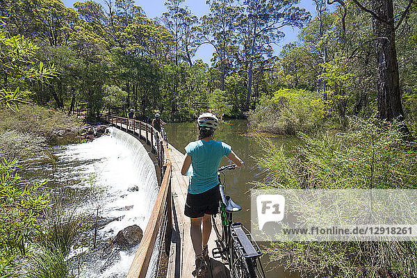 Rear view of group of three people with mountain bikes crossing bridge on Margaret River in The Pines Trails  Western Australia  Australia