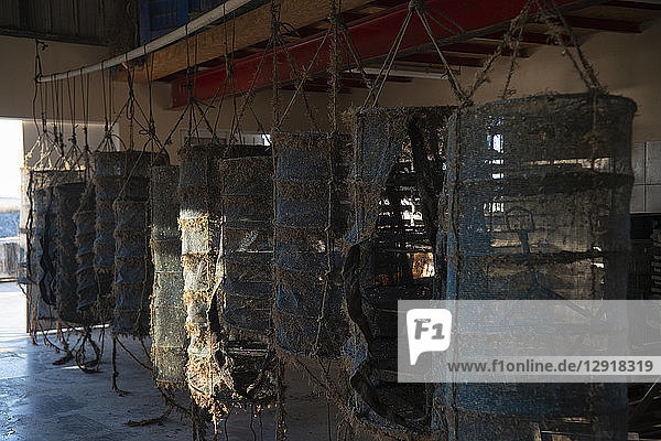 Die Käfige  in denen die Austernbabys reifen sollen  sind bereit für die nächste Generation  Marseillan  Herault  Frankreich