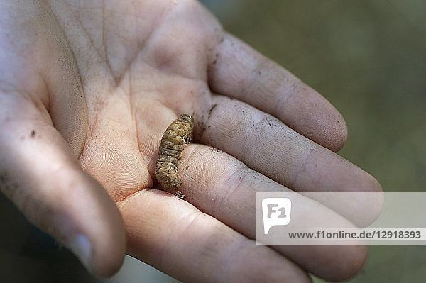 Hand of person holding small larva  Halifax  Nova¬ÝScotia  Canada