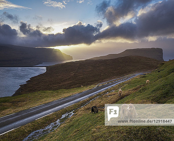Ruhige Szene mit Schafen und Straße am Meeresufer bei Sonnenuntergang  Eidi  Färöer Inseln