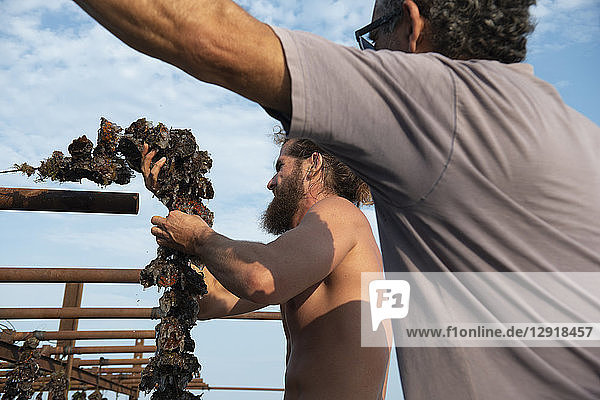 Taking the oysters out of the water helps them grow bigger and faster. On the picture Basile Compan and his father Guy are taking off the water strings with attached oysters. Marseillan  Herault  France