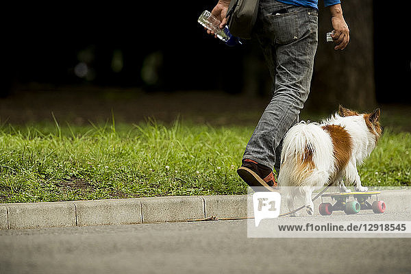 Kleiner Hund fährt Skateboard auf dem Bordstein neben seinem spazierenden Besitzer  Tokio  Tokio  Japan