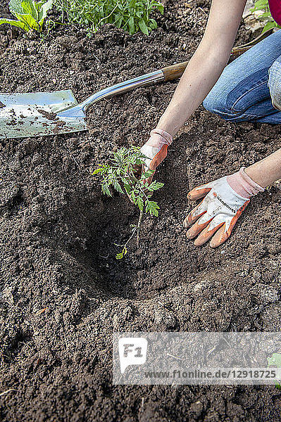 Hände einer Gärtnerin beim Pflanzen von Tomaten im Garten  Halifax  Nova¬ÝScotia  Kanada