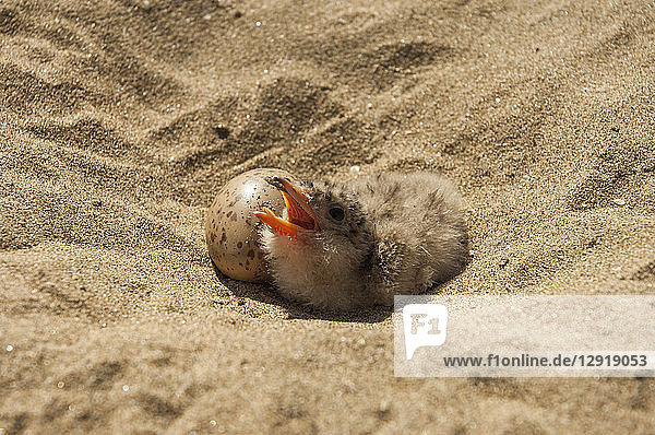 Close-up of single birdâ€ hatchling and eggâ€ in the sand inâ€ Mamirauaâ€ Ecological Reserve  Amazon Region  Brazil