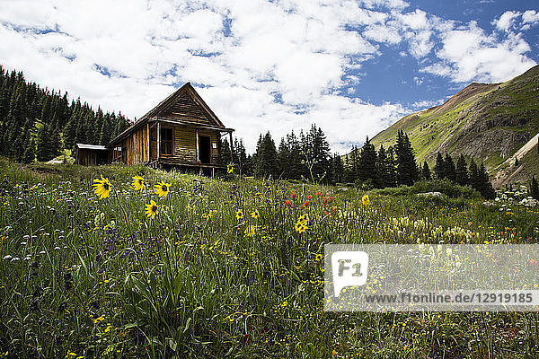 Landschaft mit Hütte auf einer Wiese mit Wildblumen am Berghang  Animas Forks  Colorado  USA