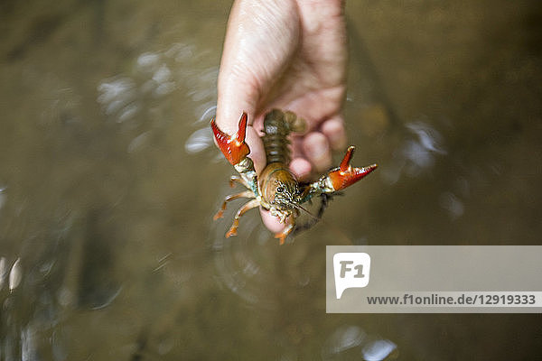 Nahaufnahme der Hand eines Biologen  der einen Signalkrebs (Pacifastacus leniusculus) hält  Maple Ridge  British Columbia  Kanada
