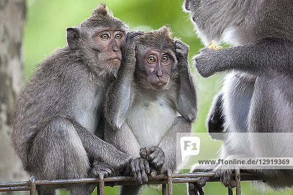 Naturfoto einer Makakengruppe  Heiliger Affenwald  Ubud  Bali  Indonesien