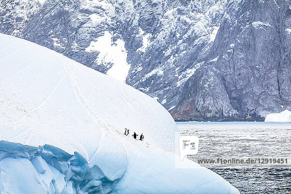 Entfernte Ansicht einer Gruppe von Zügelpinguinen (Pygoscelis antarcticus) auf einem Eisberg in der Nähe der Laurie-Insel  Süd-Orkney-Inseln  Antarktis
