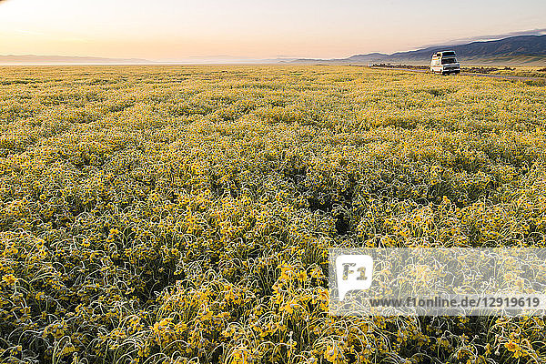 Landschaft mit gelbem Wildblumenfeld  Carrizo Plain National Monument  Kalifornien  USA