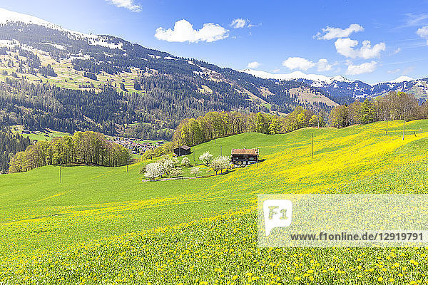 Frühlingsblüte in Sankt Antonien  Prattigau  Bezirk Prattigau/Davos  Kanton Graubünden  Schweiz