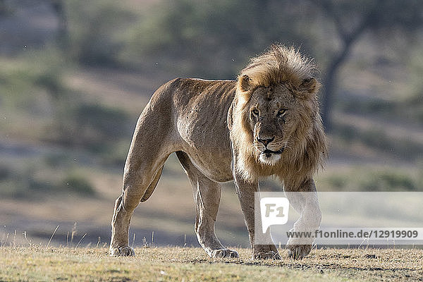 A male lion (Panthera leo) Ndutu Ngorongoro Conservation Area Serengeti Tanzania East Africa Africa