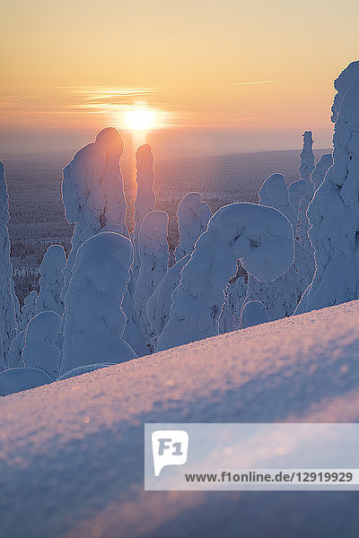 Sonnenuntergang im eisigen Wald  Riisitunturi-Nationalpark  Posio  Lappland  Finnland