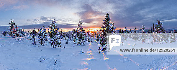 Snow covered winter landscape at sunrise  Lapland  Pallas-Yllastunturi National Park  Lapland  Finland  Europe