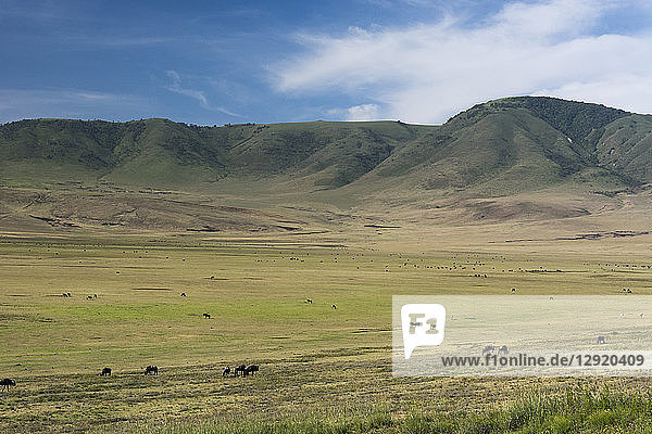 Gnu (Connochaetes taurinus) und Steppenzebras (Equus quagga)  Ngorongoro-Krater  Ngorongoro-Schutzgebiet  UNESCO-Weltnaturerbe  Serengeti  Tansania  Ostafrika  Afrika