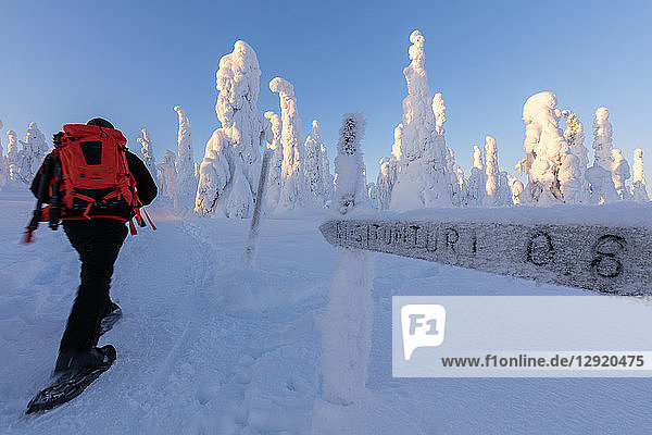 Wanderer auf Schneeschuhen in den verschneiten Wäldern  Riisitunturi-Nationalpark  Posio  Lappland  Finnland