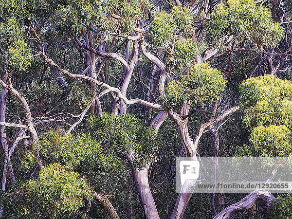 Abstract details of eucalyptus trees (gum trees) in Australia  Pacific