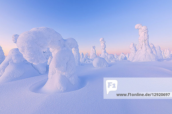 Formen von gefrorenen Bäumen  Riisitunturi-Nationalpark  Posio  Lappland  Finnland