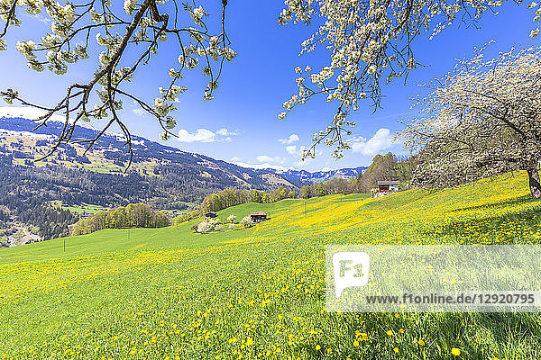 Frühlingsblüte in Sankt Antonien  Prattigau  Bezirk Prattigau/Davos  Kanton Graubünden  Schweiz