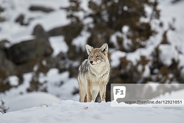 Coyote (Canis latrans) in winter  Yellowstone National Park  UNESCO World Heritage Site  Wyoming  United States of America  North America