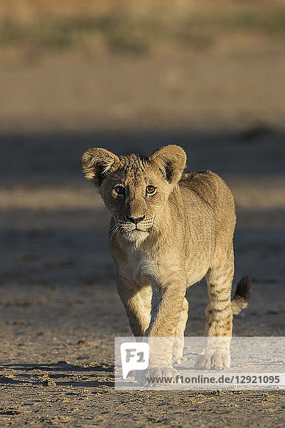 Lion (Panthera leo) cub Kgalagadi Transfrontier Park South Africa Africa