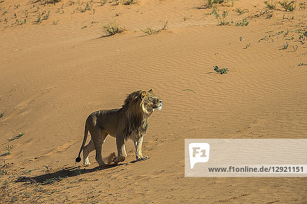 Lion (Panthera leo) male on sand dune Kgalagadi Transfrontier Park South Africa Africa