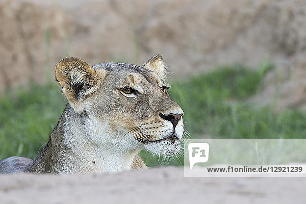 Wachsame Löwin (Panthera leo)  Kgalagadi Transfrontier Park  Südafrika  Afrika