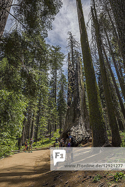 Blick auf Riesenmammutbäume im Tuolumne Grove Trail  Yosemite-Nationalpark  UNESCO-Welterbe  Kalifornien  Vereinigte Staaten von Amerika  Nordamerika
