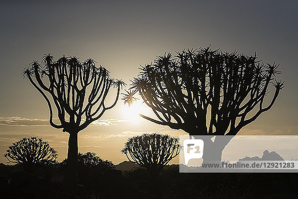 Köcherbäume bei Sonnenaufgang (Kokerboom) (Aloidendron dichotomum) (früher Aloe dichotoma)  Köcherbaumwald  Keetmanshoop  Namibia  Afrika