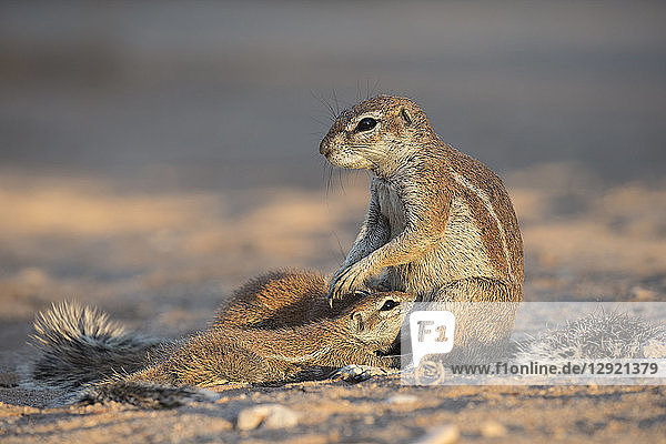 Ground squirrels (Xerus inauris) suckling  Kgalagadi Transfrontier Park  Northern Cape  South Africa  Africa