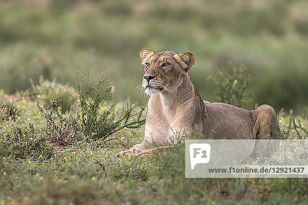 Lioness (Panthera leo) watching prey Kgalagadi Transfrontier Park South Africa Africa
