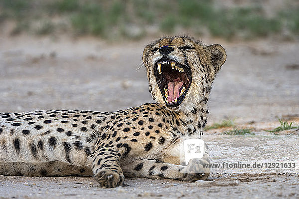 Cheetah (Acinonyx jubatus) yawning Kgalagadi Transfrontier Park South Africa Africa