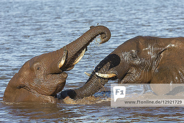 Elefantenbullen (Loxodonta africana) spielen im Wasser  Zimanga Private Game Reserve  KwaZulu-Natal  Südafrika  Afrika