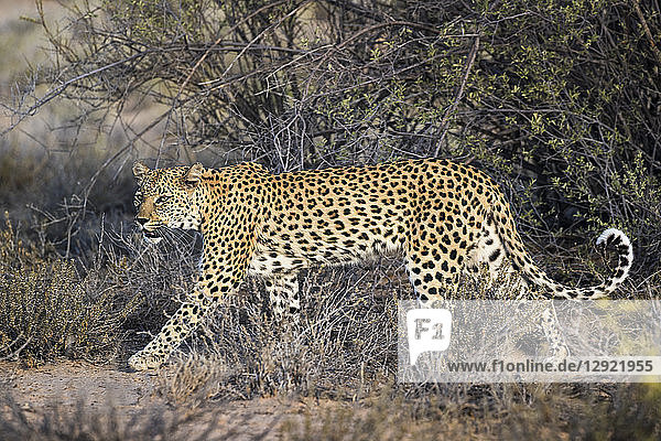 Leopard (Panthera pardus) Kgalagadi Transfrontier Park South Africa Africa