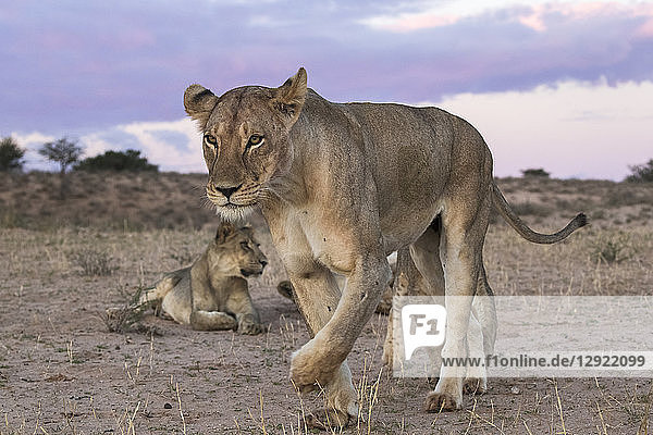 Lions (Panthera leo) Kgalagadi Transfrontier Park South Africa Africa