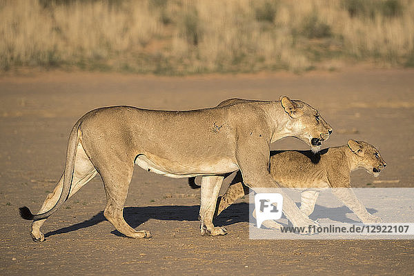Lioness with cub (Panthera leo) Kgalagadi Transfrontier Park South Africa Africa