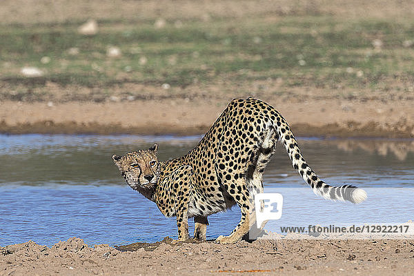 Cheetah (Acinonyx jubatus) at water Kgalagadi Transfrontier Park South Africa Africa