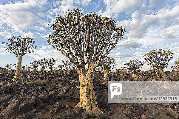 Köcherbaum (Kokerboom) (Aloidendron dichotomum) (früher Aloe dichotoma)  Köcherbaumwald  Keetmanshoop  Namibia  Afrika
