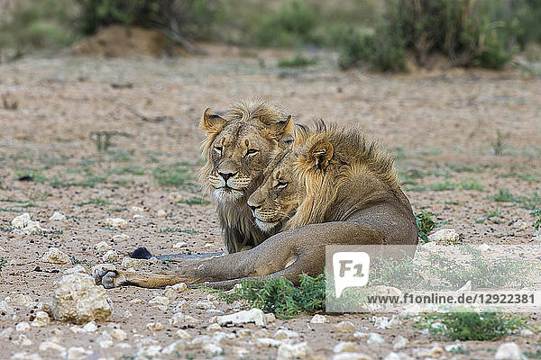 Löwenbrüder (Panthera leo)  Kgalagadi Transfrontier Park  Südafrika  Afrika