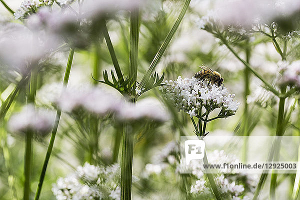 Eine Honigbiene  die Pollen von geöffneten weißen Blüten in der Wildnis  von Kuhpetersilie und Bärenklau im Sommer auf einer Wiese sammelt.