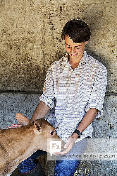 Young man standing in a barn  stroking Guernsey calf.