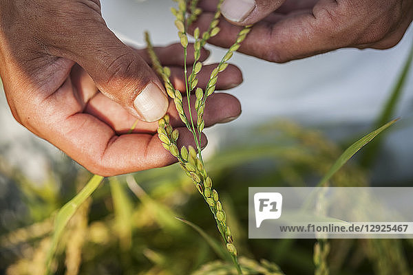 High angle close up of farmer holding rice plant in his palm.