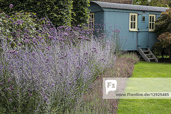Garten mit Rasen  Blumenbeet mit Lavendel und blauem Vardo im Hintergrund.